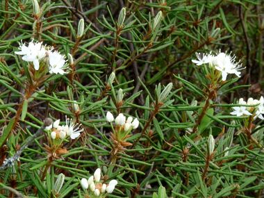 Illustration: Ledum Palustre — homeopathic first-aid remedy for puncture wounds