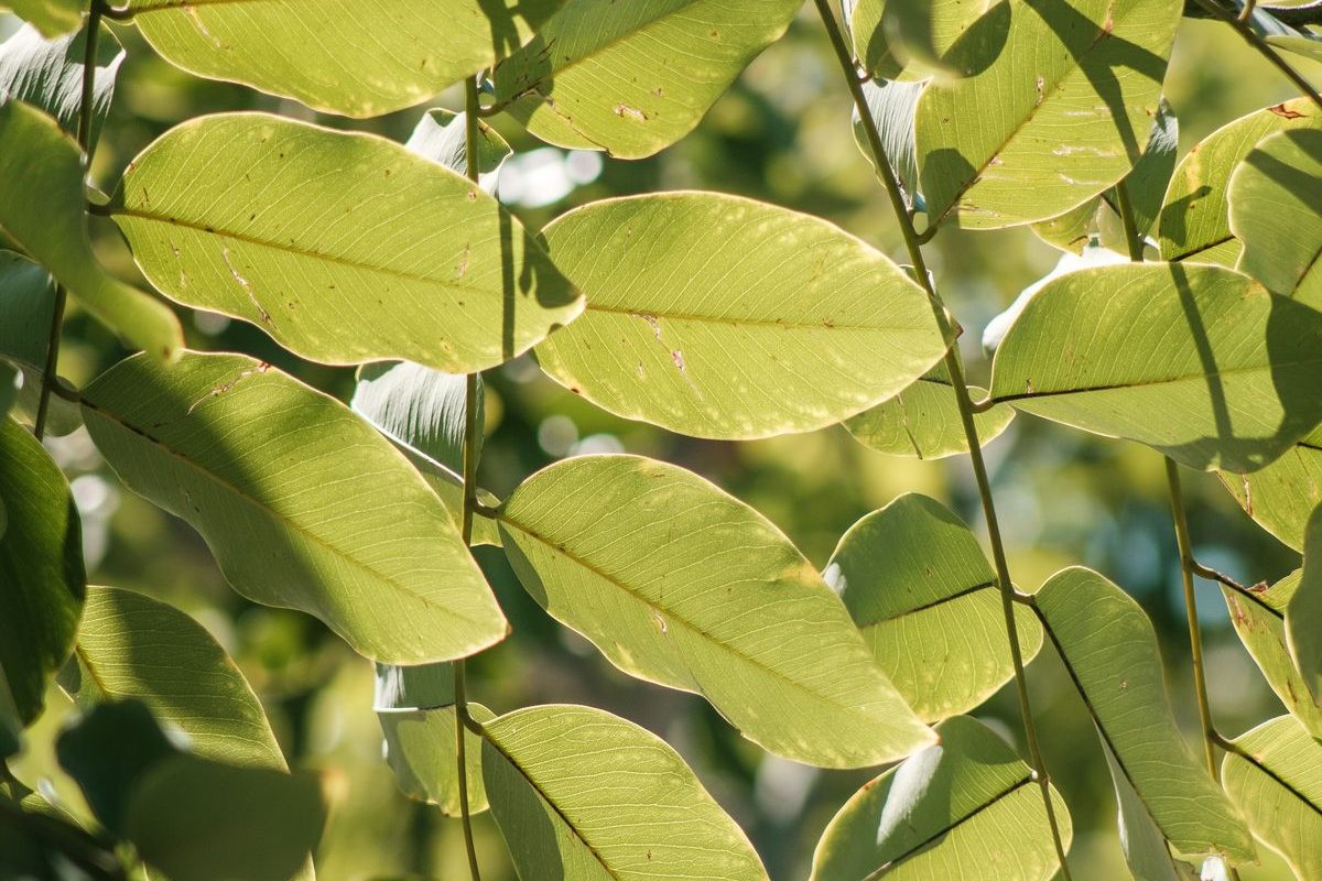 Sunlight shining through fresh green leaves — natural healing at OmniCare homeopathy clinic in Ontario, CA